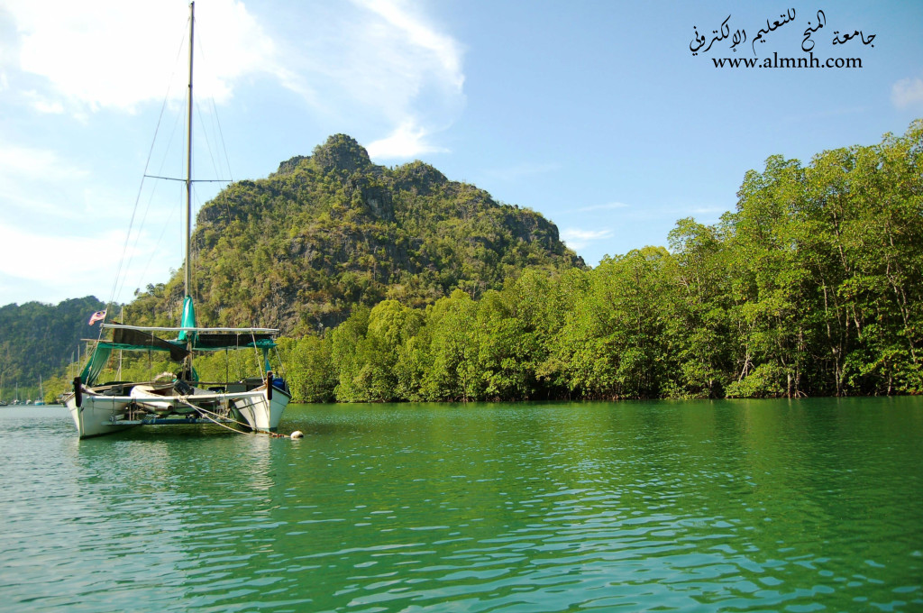 أشجار-المانجروف