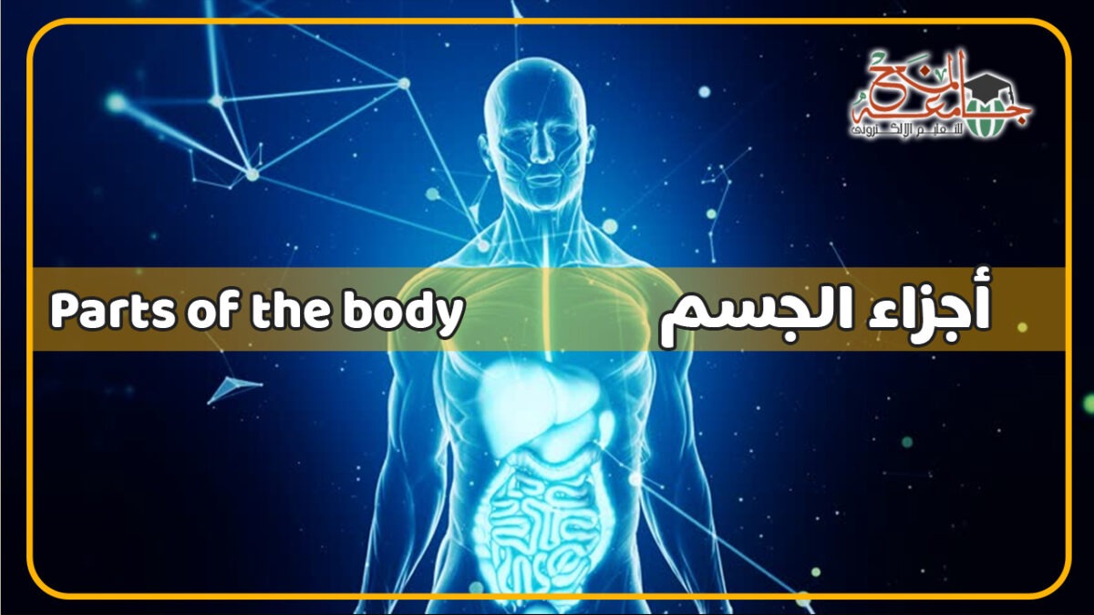اعضاء الجسم بالانجليزي