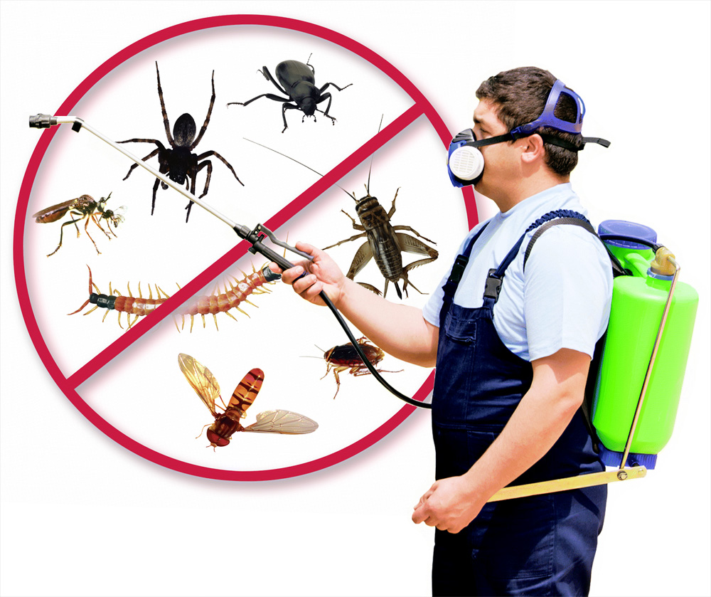 شركات مكافحة الحشرات بالسعودية