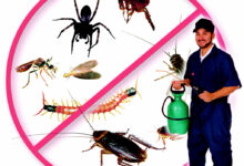 شركة مكافحة حشرات بجدة ومكة