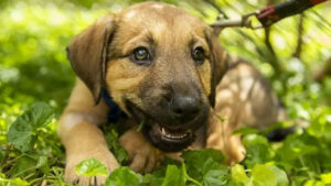 متجر Petzoy: الحل الأمثل لكل ما يحتاجه حيوانك الأليف يوميًا